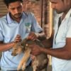 Campaign for Animals Rescue