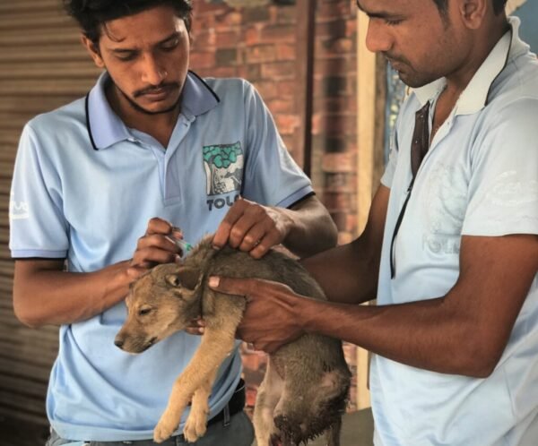 Campaign for Animals Rescue